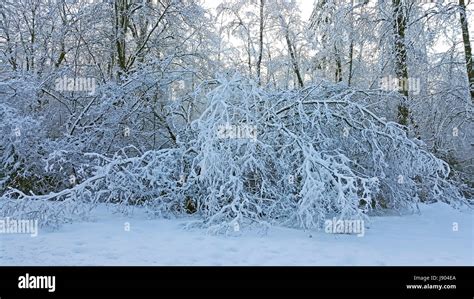 Snow in Vancouver Stock Photo - Alamy