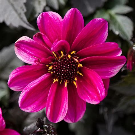 Dahlia Bishop of Canterbury Tubers - Shaw Green Dahlias 🇬🇧 UK Trusted ...