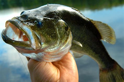 Smallmouth vs Largemouth Bass Facts - FishRook