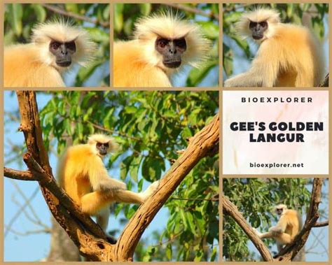 Gee's Golden Langur | Trachypithecus geei | Characteristics | Diet