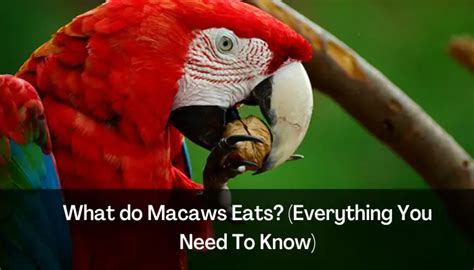 What do Macaws Eats? Feed them Human Foods or Kill Them Now – Macaw Land