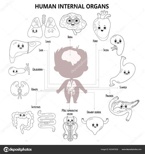 Anatomy Human Body Kids Medical Infographic Silhouette Boy Visual ...