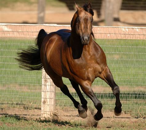 Do You Know? Who Wanted to Prove Horses ‘Fly’ at the Gallop?