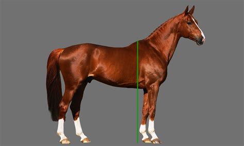 How Tall Is A Horse? | Understanding Height in Hands & Measurement Guide