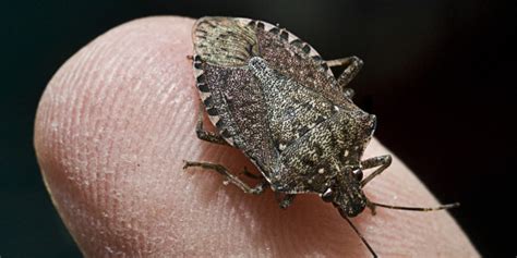 Stink Bugs On The Rise In The U.S. | HuffPost