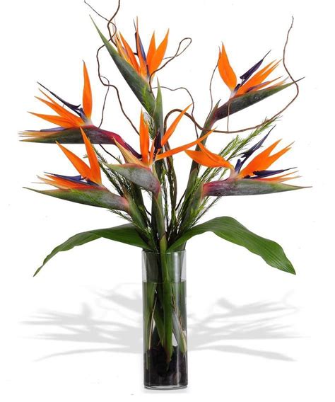 Pin by Daphne Hudson on flower shapes | Tropical flower arrangements, Birds of paradise flower ...