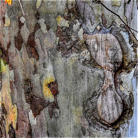 Tree Bark Art Photograph by Earl Telfair