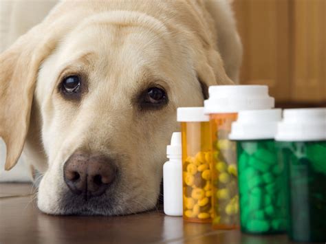 Human Amoxicillin For Dogs Dosage - What You Need To Know! (2024) - We ...