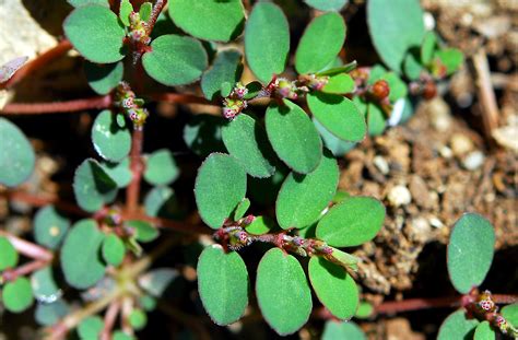 Euphorbia prostrata | Flora of Cyprus — a dynamic checklist