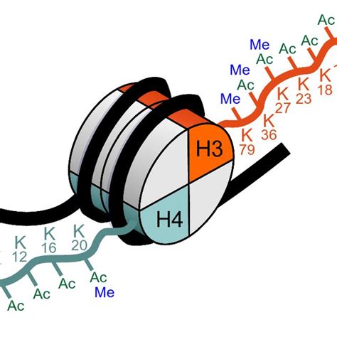 Pathways of miRNA processing and miRNA-driven epigenetic regulation of ...