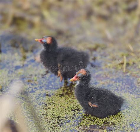 Common Moorhen and chicks stock photo. Image of profile - 3843892