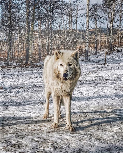 Yamnuska’s From Alone to Home: Wolfdog Rescue Campaign