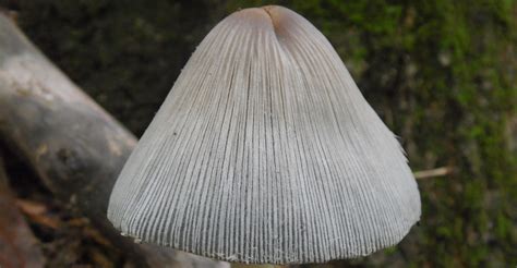 Coprinopsis atramentaria at Indiana Mushrooms