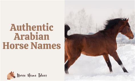 250 Authentic Arabian Horse Names (With Meanings) - HorseNameIdeas.com