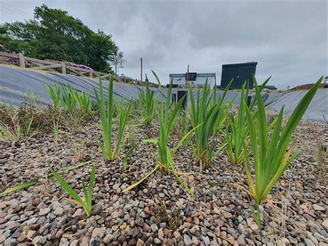 Maintaining our Nature Based Wastewater Treatment Solution