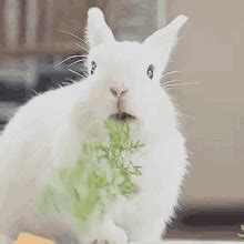 Rabbit Bunny GIF - Rabbit Bunny Smile - Descubre y comparte GIF