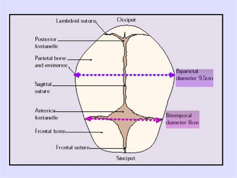 Fetal Skull Dimensions : Mnemonic | Epomedicine