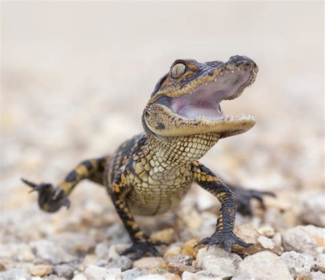 🔥 Baby freshwater crocodile showing his teeth 🔥 : r/NatureIsFuckingLit