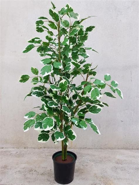 Artificial Variegated Fig Tree 140cm - Desflora