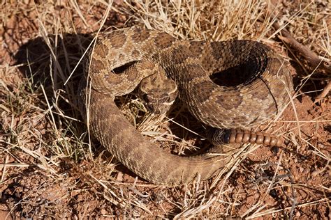 Crotalus viridis | Crotalus viridis, west of the Grant Count… | Flickr