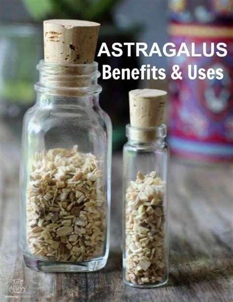 4 Benefits of Astragalus Root + Recipes | Recipe | Astragalus benefits, Astragalus, Healthy aging