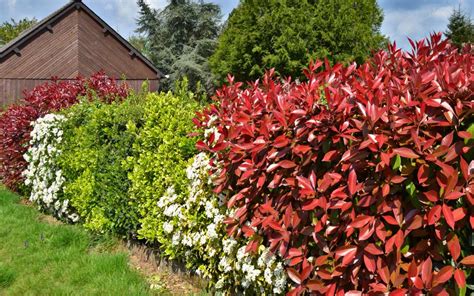 Berberis – thorny but ornamental shrub | Nature & Garden