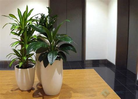 Best Office Plants & Plants In The Office | Future Fitouts