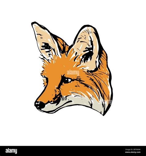 Dessin réaliste et coloré d'une tête de renard. Pour colorier Image ...