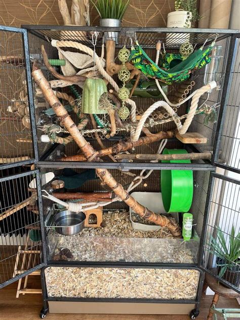 Rat Cage Setup Ideas & Tips [+ Photos] | Keep Your Rats Active | Rat cage diy, Rat cage, Pet rat ...