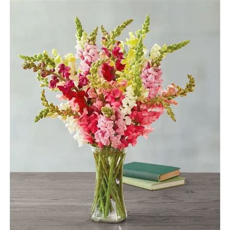 Snapdragon Bouquet