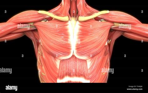 Chest Muscle Anatomy Diagram : The dominant muscle in the upper chest ...