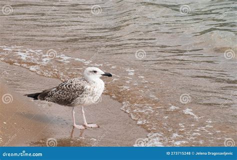 White and Brown Seagull on the Sandy Beach Standing by the Clean Sea ...