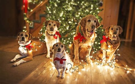 Tips on Keeping Pets Safe This Holiday Season