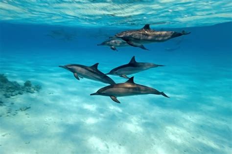 wild-dolphins-swimming-underwater - FAWNA Inc.