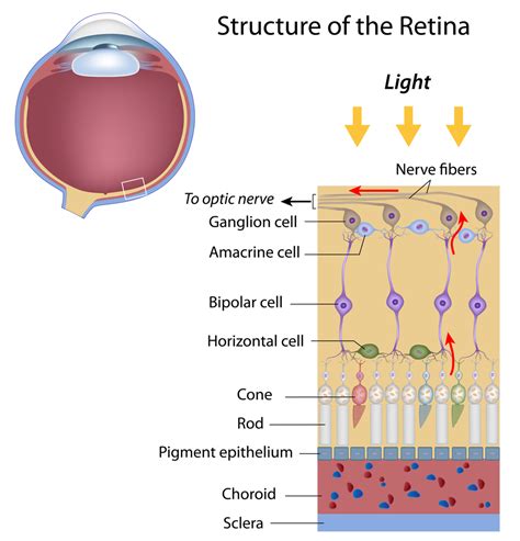 The Optic Nerve And Its Visual Link To The Brain - Discovery Eye Foundation