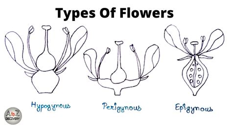 How To Draw Types of Flowers on the Basis of Position of Ovary | Hypognous, Perigynous ...