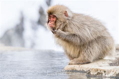 2018 Winter Wildlife Tour of Japan | Japanese Snow Monkeys | Japan Photo Guide