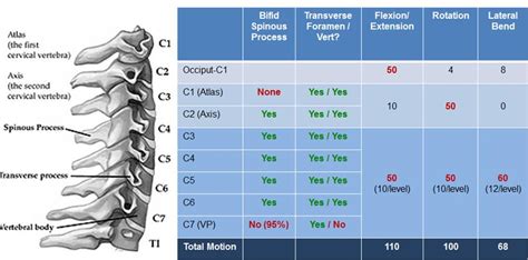 Cervical Vertebrae Anatomy C7