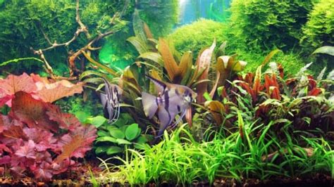 How to Clean Aquarium Plants before Planting — Top Tips