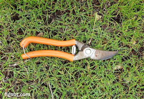 Pruning Fig Trees (With Photos and Video) - FigNut