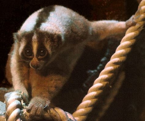 How Many Species Of Slow Lorises Live In The World Today? - WorldAtlas