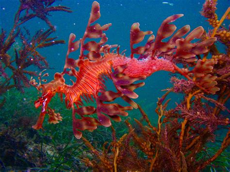 Leafy Seadragon | Leafy sea dragon, Sea dragon, Creatures