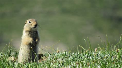 Wildlife of Denali National Park, Part 2 – Wildlife Leadership Academy