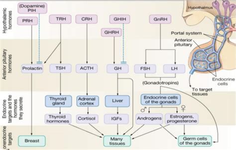 Hypothalamic and Pituitary Hormones Flashcards | Quizlet