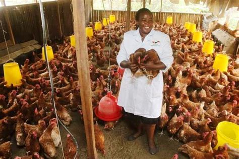 Poultry Farming: The Most Common Diseases & How To Control Them » Business Focus