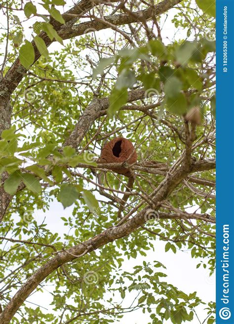 Rufous Hornero nest stock photo. Image of branch, color - 182065300