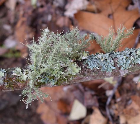 Free Images : lichens on rock, lichen, symbiotic, cyanobacteria, fungi ...