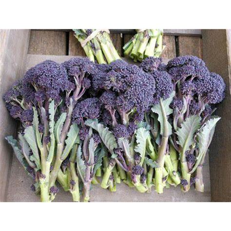 Broccoli 'Baby Purple Sprouting' Seeds – D&H Seed Harvest Co