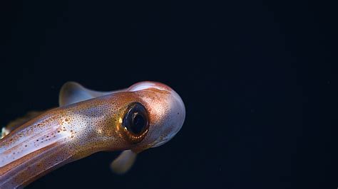 A Squid's Eye View - Science Friday