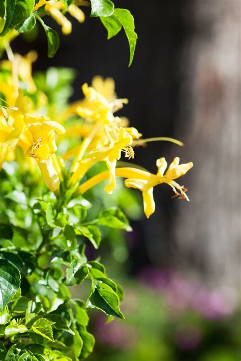 . Honeysuckle Cottage, Flower Cottage, Seasonal Garden, Seasonal ...